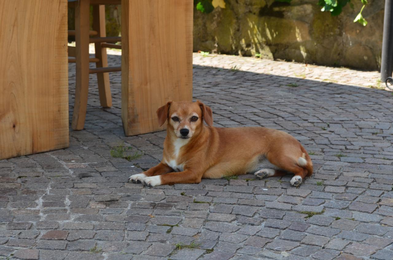 Willa Ca' Borghino Alba  Zewnętrze zdjęcie